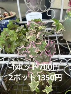 2026年最新】ゼラニウム 苗 白の人気アイテム - メルカリ
