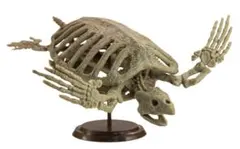 1/35 アーケロン骨格 ドライブラシ SO-TA 博物モデリング倶楽部・弐