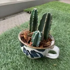 柱サボテン 寄せ植え JARDIN DE LA FÉE 柱サボテン 寄せ植え JARDIN DE LA FÉE - メルカリ