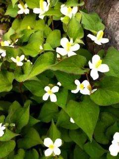 【農薬不使用】生 ドクダミ 葉 つぼみ 花 苗（薬草チンキ・スキンケア用）埼玉県のサムネイル