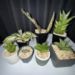 2025年最新】サンスベリアの人気アイテム - メルカリ