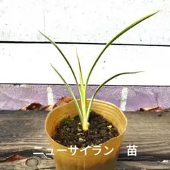 ふみ様 リクエスト 2点 まとめ商品