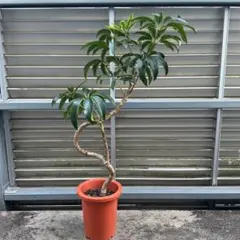 ガジュマル 苗 苗木 観葉植物 8号車 8の字 曲がり フィカス - メルカリ