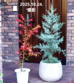 ニシキギ苗木 ブルーアイス苗木 2種セット❗ 大人気の庭木 鉢植 紅葉