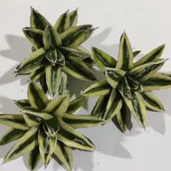 2025年最新】斑入りパリーの人気アイテム - メルカリ