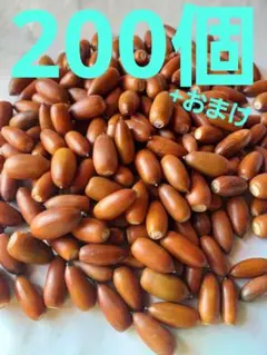 どんぐり　マテバシイ　200個+おまけ