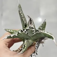 2026年最新】大白鯊 アガベの人気アイテム - メルカリ