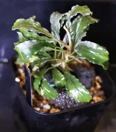 2025年最新】ブセファランドラ斑入りの人気アイテム - メルカリ