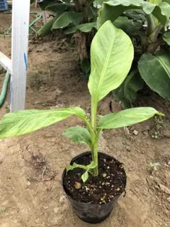 Syo Naga様 リクエスト 2点 まとめ商品