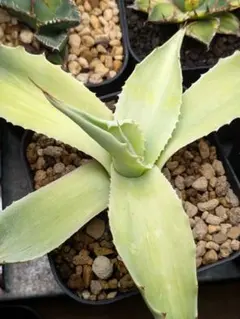 2025年最新】オバティフォリア 中斑の人気アイテム - メルカリ