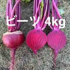 《農家直送》朝採れ ビーツ 4kgのサムネイル