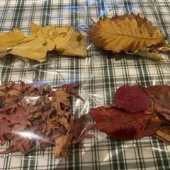 工作材料　落ち葉セット　桜　イチョウ　もみじ　くり　落ち葉アート　ご希望の量を！