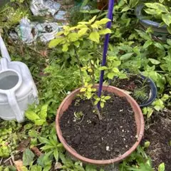 ドウダンツツジ白花観葉植物 苗 鉢植え抜き苗発送のサムネイル
