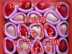 サクラサク♡おぱんちゅ苺♡紅白苺♡４Ｌサイズ♡コンパクトBOXいっぱい♡