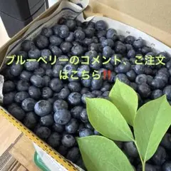 新鮮なブルーベリー 311g カナダ産　12盒クール便発送 新鮮なブルーベリー 311g カナダ産 12盒クール便発送 - メルカリ