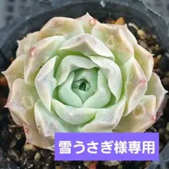 雪うさぎ様 リクエスト 3点 まとめ商品