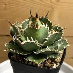 2025年最新】アガベフィリグリーの人気アイテム - メルカリ