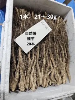 2026年最新】自然薯 種芋の人気アイテム - メルカリ