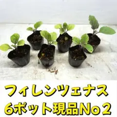 2026年最新】ナス 苗 フィレンツェの人気アイテム - メルカリ
