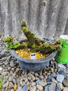 岩松 イワヒバ・ シノブ 苔盆栽 陶器鉢付 - メルカリ