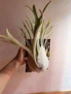 ビカクシダ ベイチー P.veitchii wild Australia - メルカリ
