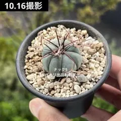 EMP 太平丸 （雷帝×雷帝）実生 / CT242 EMP 太平丸 （雷帝×雷帝）実生 / CT242 EMP 太平丸 （雷帝×