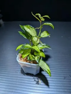 ト*パ様 ホヤ　ラクノーサブルーノ③のサムネイル