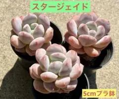 スタージェイド　多肉植物　プラグ苗(抜き苗)1苗　ランダム発送