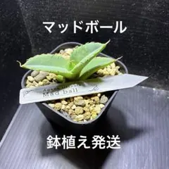 2026年最新】アガベ イランの人気アイテム - メルカリ