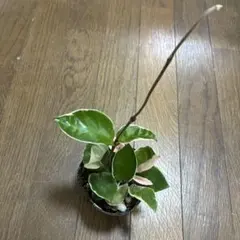 ホヤ　セール