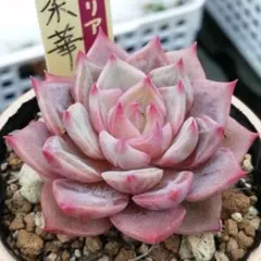 トラ　発送は1月7日以降になります。様 リクエスト 4点 まとめ商品