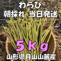 山菜 ミズ 5キロ以上 新潟県産 採れたて新鮮発送 - メルカリ