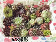 ちびちび苗のつめつめパック ⑦ - メルカリ