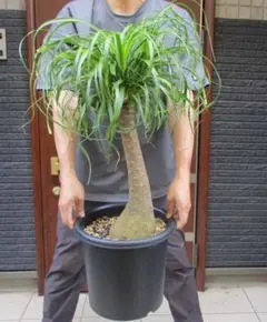 トックリラン ポニーテール マヤパーム 観葉植物 - メルカリ