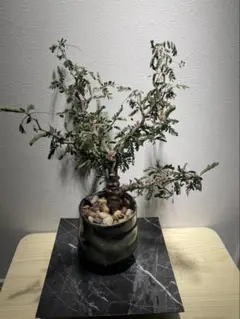センナ メリディオナリス〈現品限り〉【塊根・コーデックス