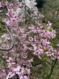 2025年最新】桜 苗木の人気アイテム - メルカリ