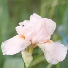 初心者向け ジャーマンアイリス 素敵な ピンク 根茎 ３芽 球根 お芋 アイリスのサムネイル