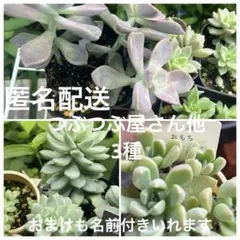 2025年最新】つぶつぶ屋 多肉の人気アイテム - メルカリ