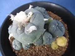 2025年最新】烏羽玉錦の人気アイテム - メルカリ