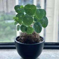 ステファニア エレクタ コーデックス 塊根植物 - メルカリ
