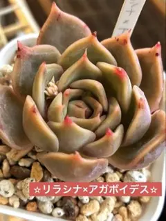 mizutama様 リクエスト 4点 まとめ商品