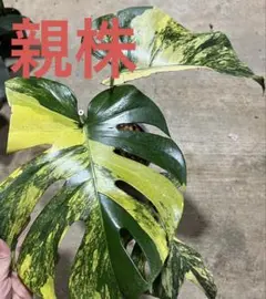 モンステラ デリシオーサ 斑入りグラデーション 黄斑 大株 マスター モンステラ デリシオーサ 斑入り グラデーション 黄斑入 大株