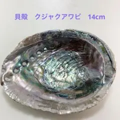 NO.86 貝殻　クジャクアワビ(メキシコアワビ)磨き　14cm 美品