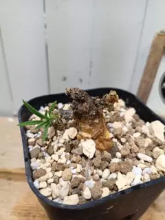 チレコドン ペアルソニー 白象現地球 発根株 塊根植物 鉢付き - メルカリ