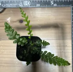 2026年最新】Blechnum obtusatumの人気アイテム - メルカリ