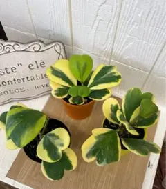 ホヤカーリー　ハートホヤ　斑入り 多肉植物　１ポット 抜き苗発送 インテリアのサムネイル