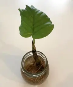 【匿名配送】ウンベラータ 挿し木用 発根済みのサムネイル