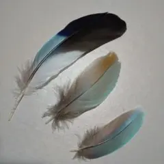 ⭐️ニシブッポウソウの羽根 鳥の羽根