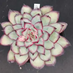 2026年最新】メキシコポルデンシスの人気アイテム - メルカリ