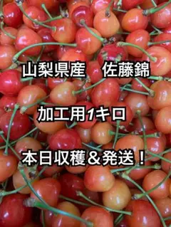 佐藤錦　加工用　1キロ　今朝収穫！本日発送！のサムネイル